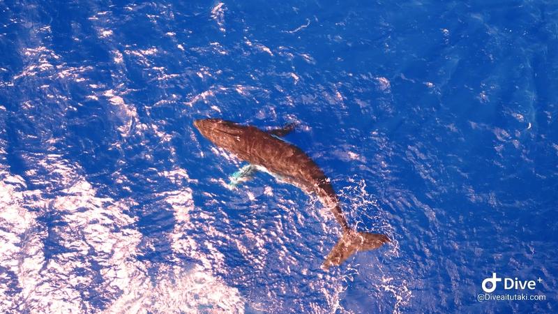 Dive Aitutaki