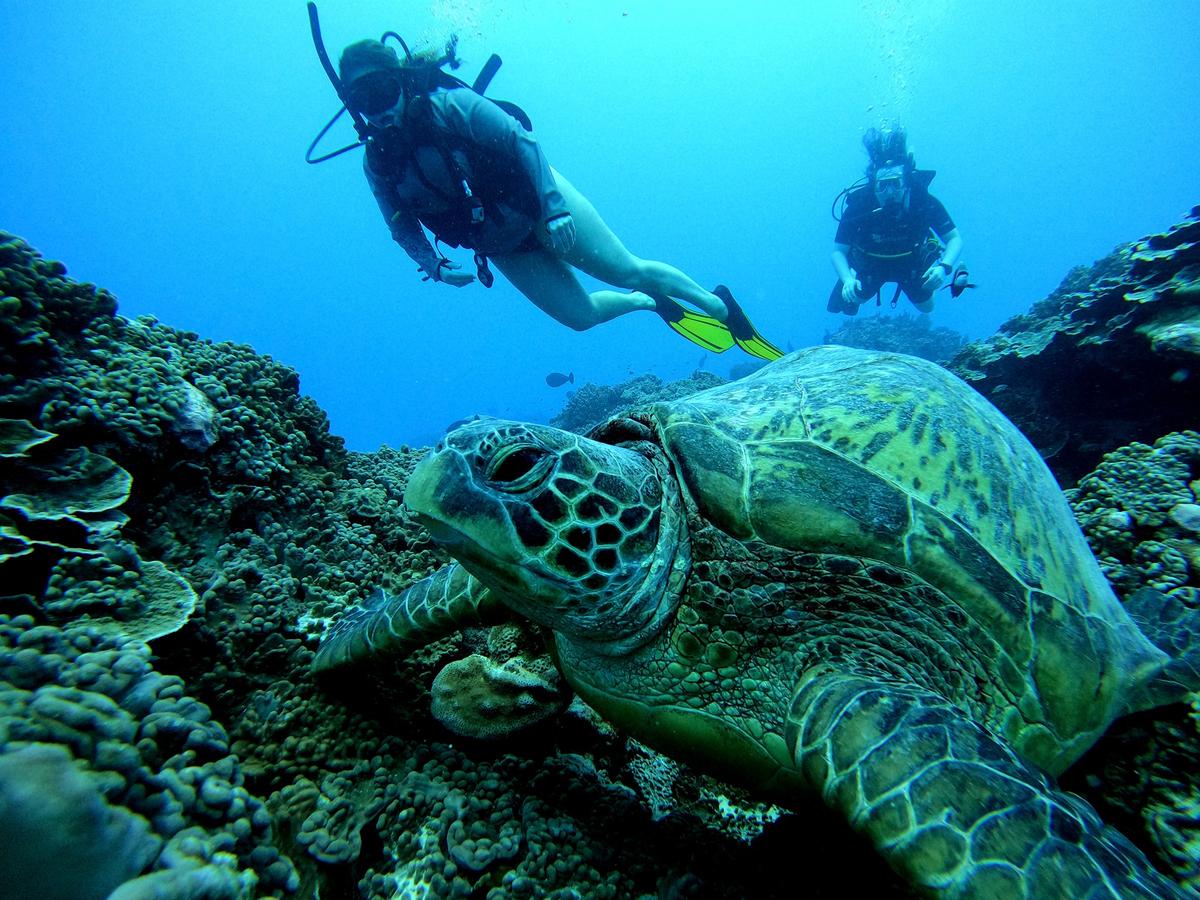 Dive Aitutaki in Cook Islands