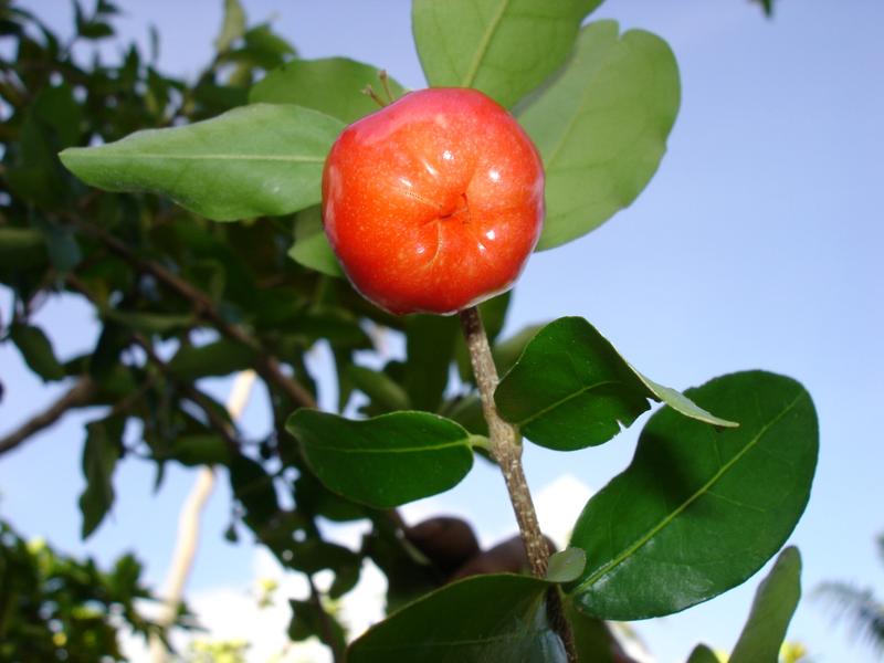 'Ene'io Botanical Garden