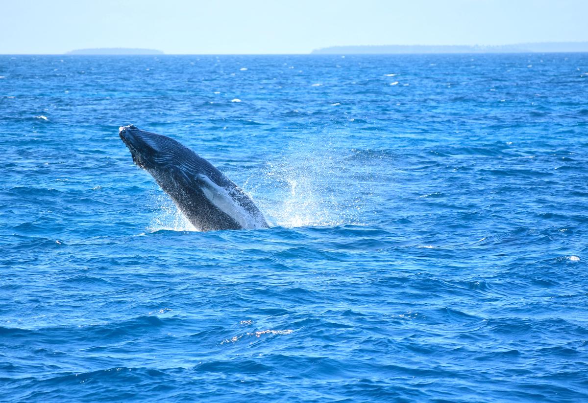 Lui Charters Vava'u in Tonga