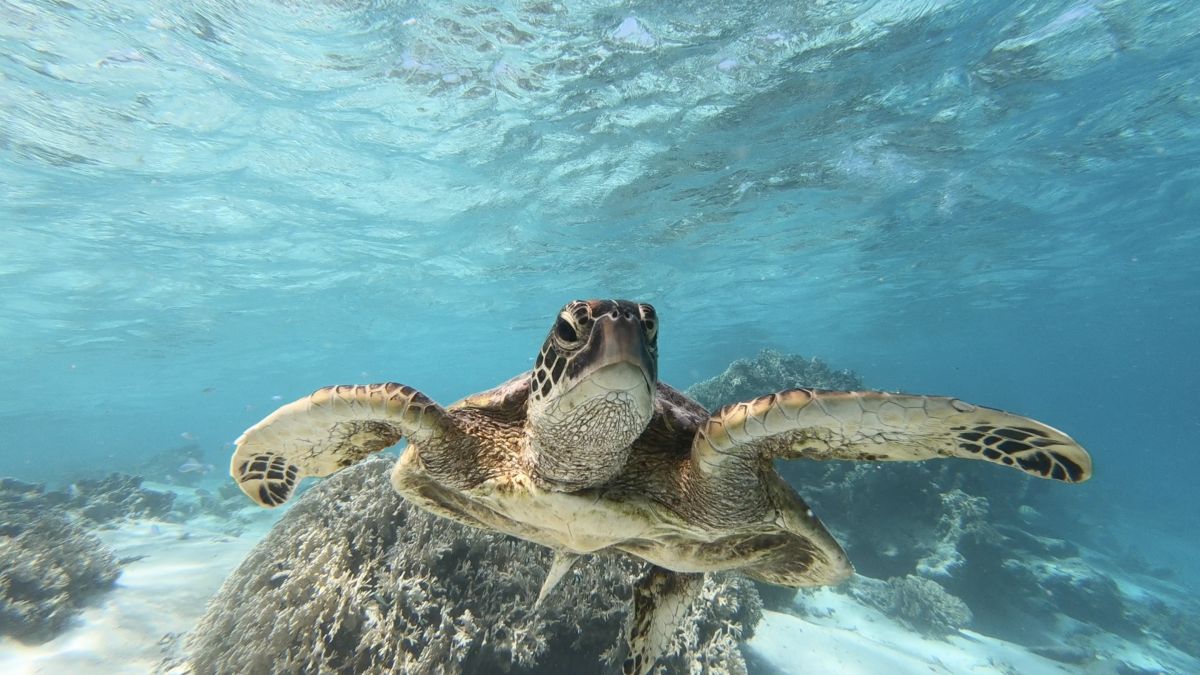 Green Turtle Tours in Cook Islands