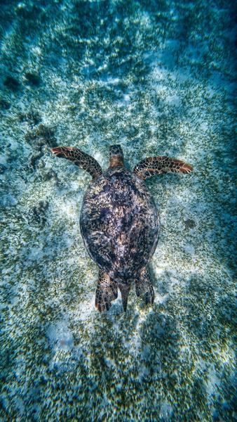 Manoa Tours