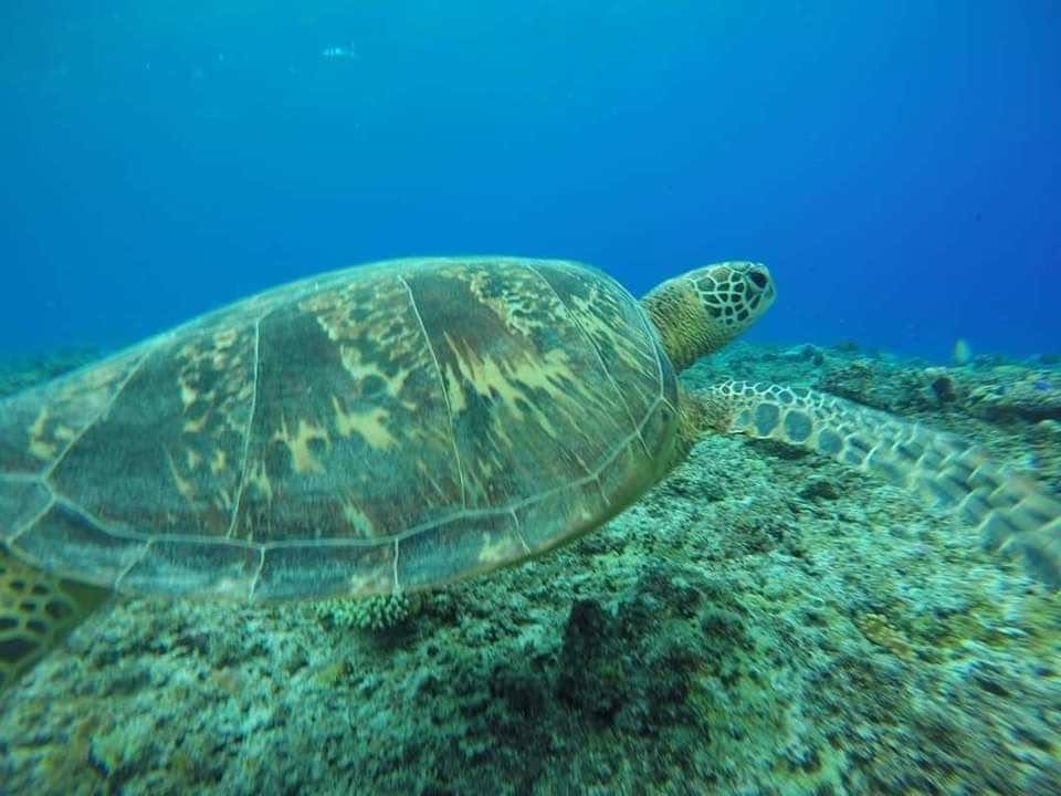 Moso Marine Tours in Vanuatu