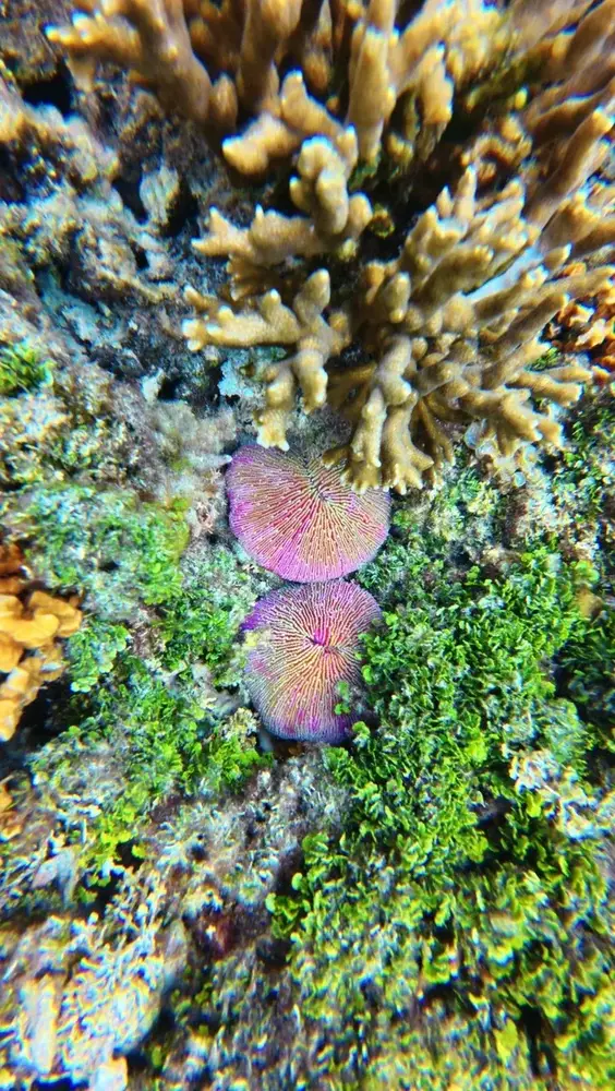 Snorkelling at Eneko Island in Majuro