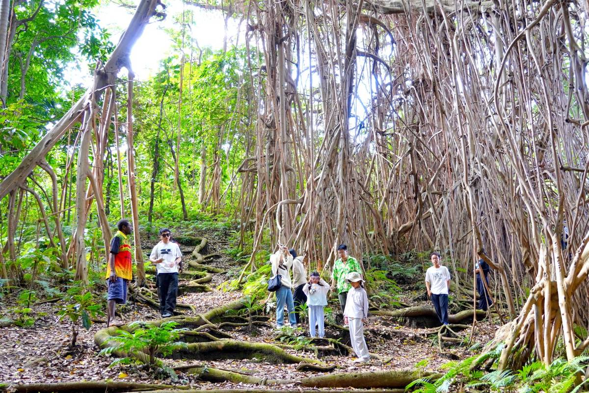 Giant Banyan Tree