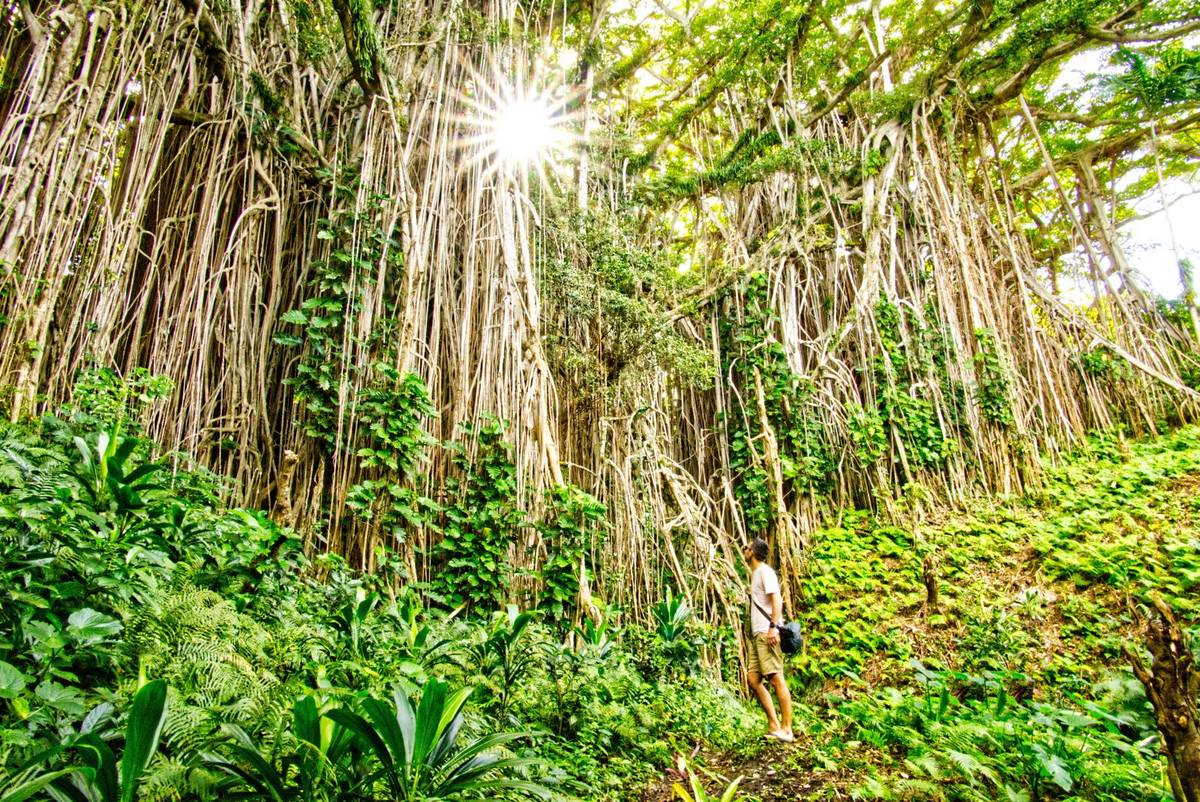 Giant Banyan Tree