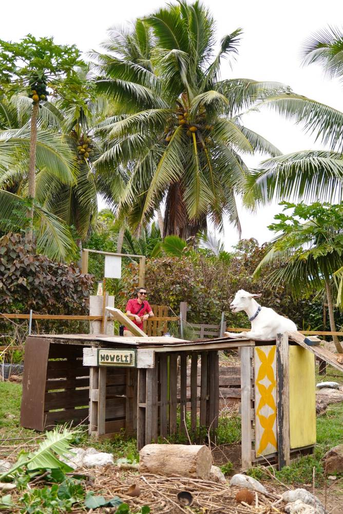 Mum's Goat Cafe in Rarotonga