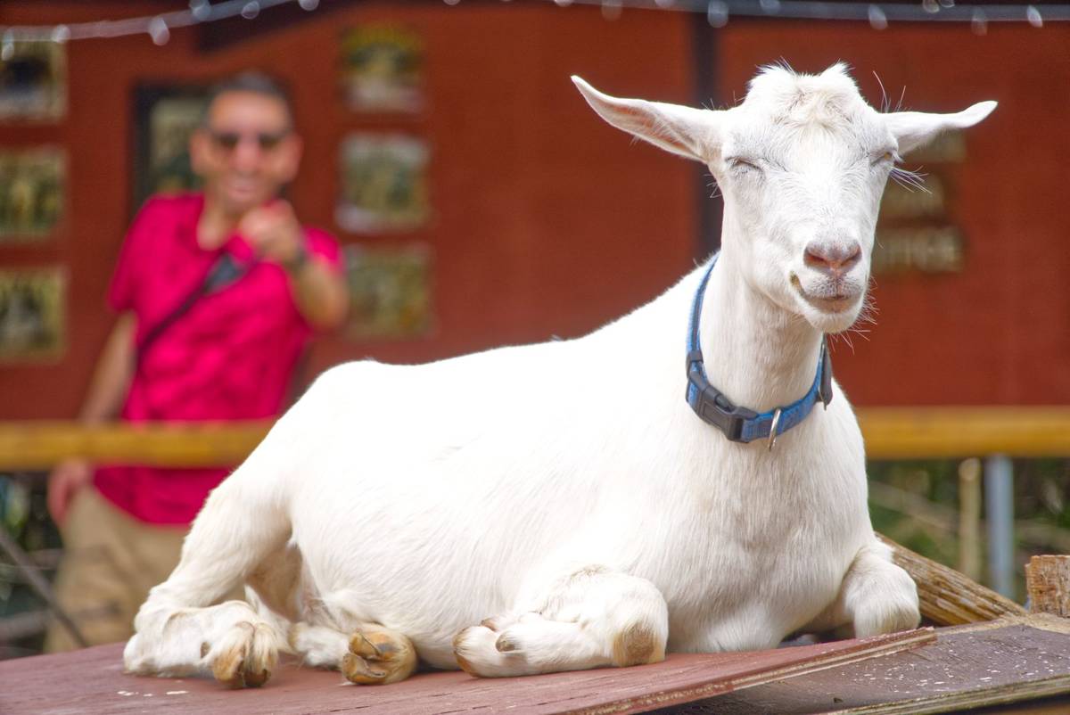 Mum's Goat Cafe in Rarotonga
