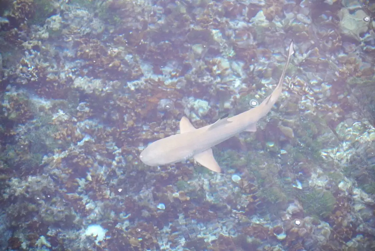 Shark at Bokanbotin Island in Majuro