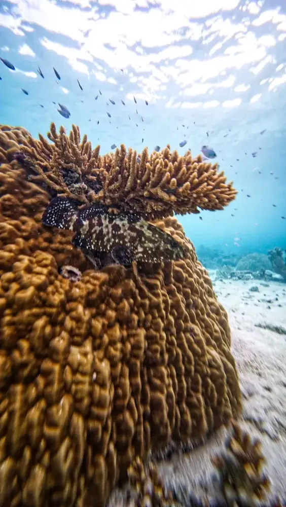 Snorkelling at the Marine Reserve at Bokanbotin Island in Majuro
