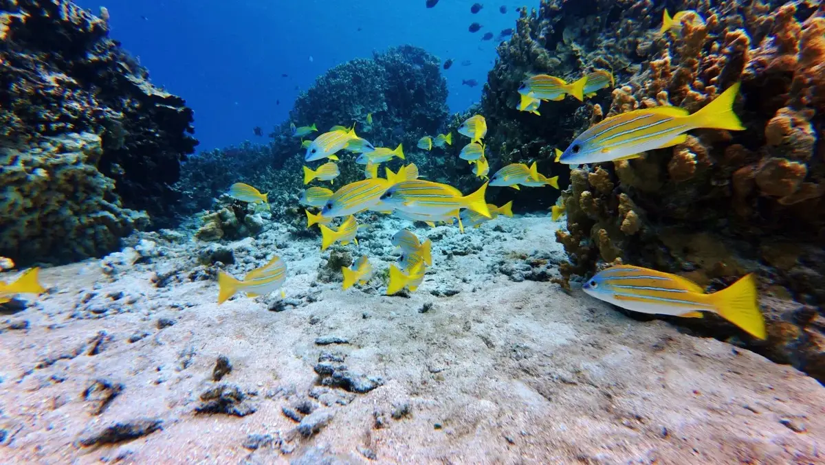 Snorkelling at the Marine Reserve at Bokanbotin Island in Majuro