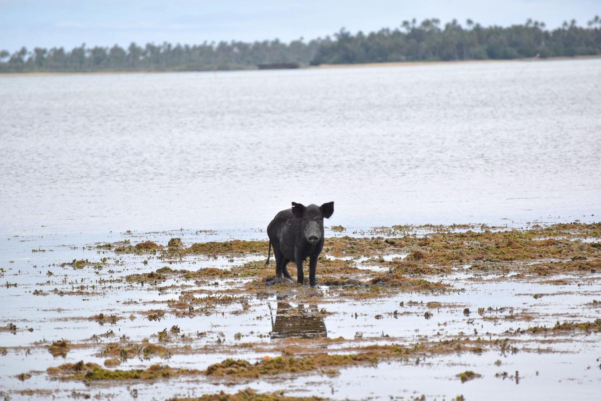 Fishing Pigs