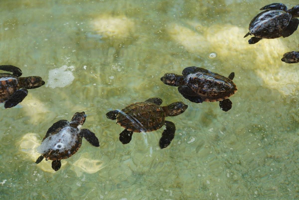 Turtle conservation experience at Avi Bay Sanctuary, Efate