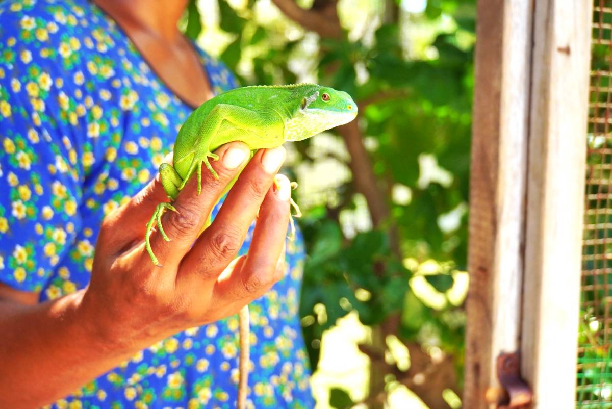 Iguana at Avi Bay Sanctuary, Vanuatu