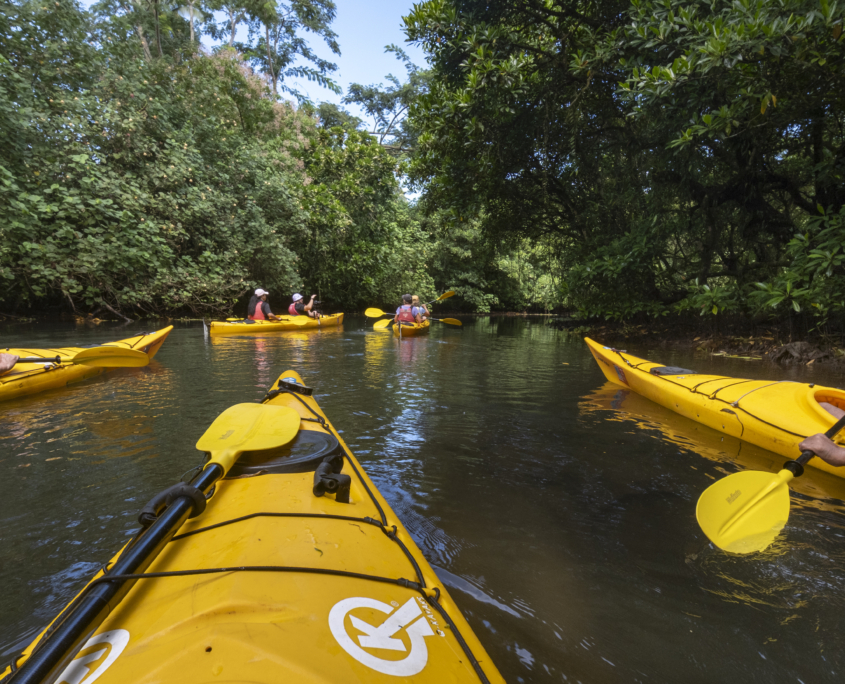 Turtle Kayak Day Trip – Mangrove & Sea Turtle
