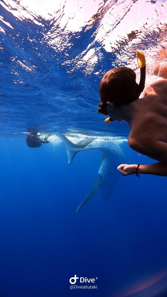 Whale Swimming in Aitutaki offered by Dive Aitutaki