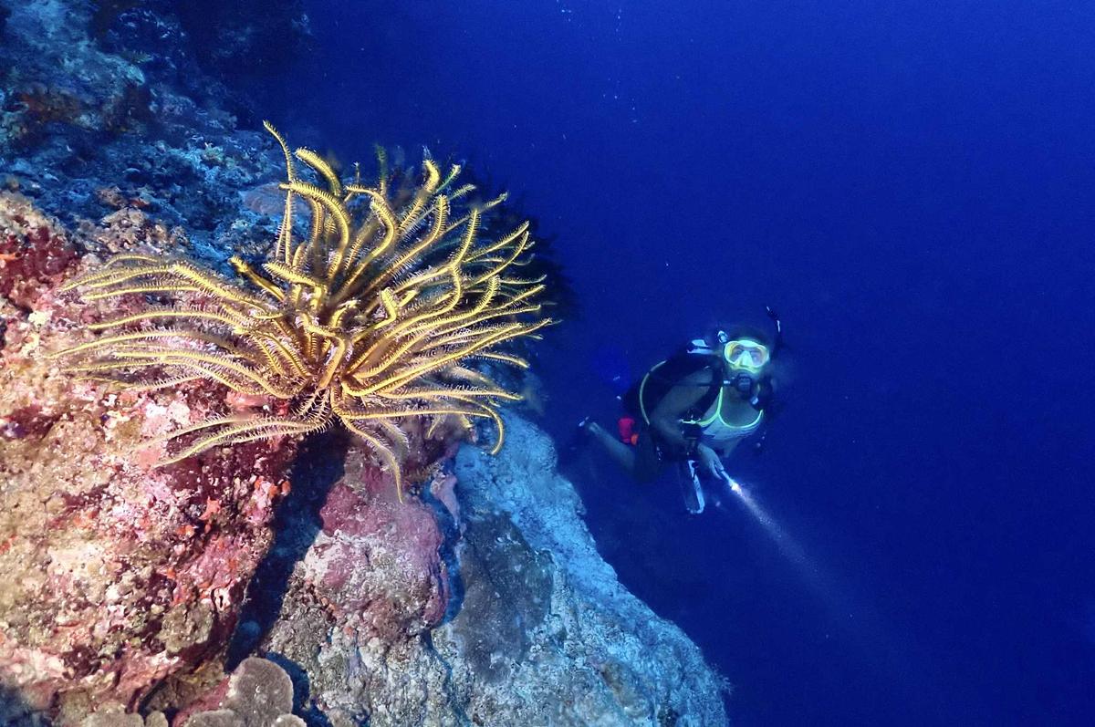 Two-tank Island Dive