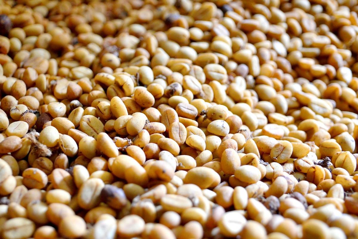 Aore Coffee Tour offered by Aore Coffee Producers Tour