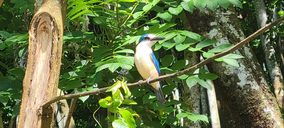 Samoa Bird Watching Tour
