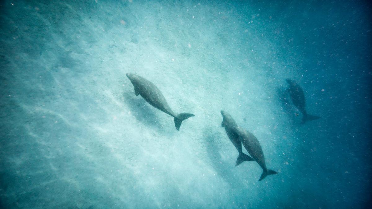 Maskelyne Dugong & Snorkelling Tour