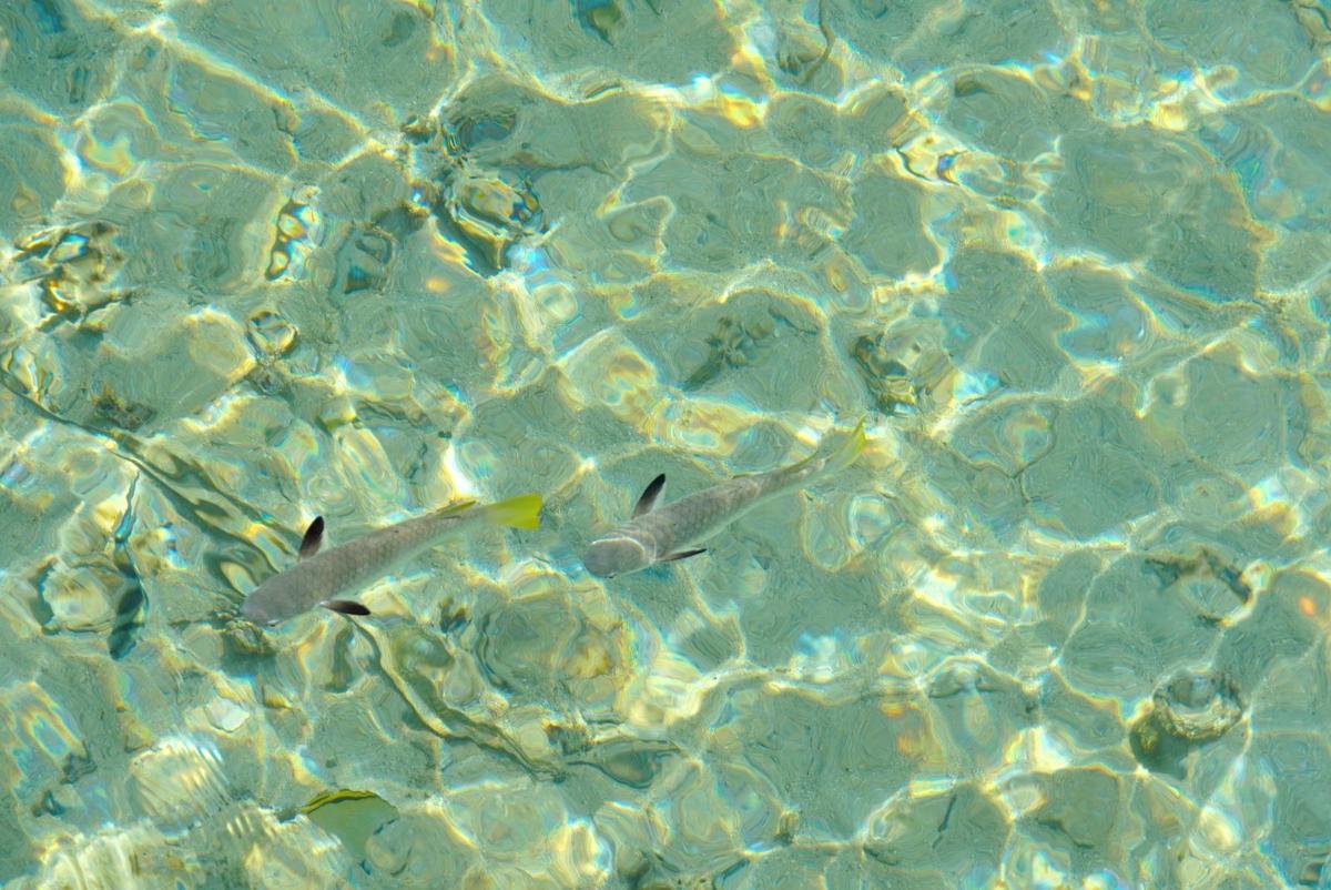 Snorkelling Tour