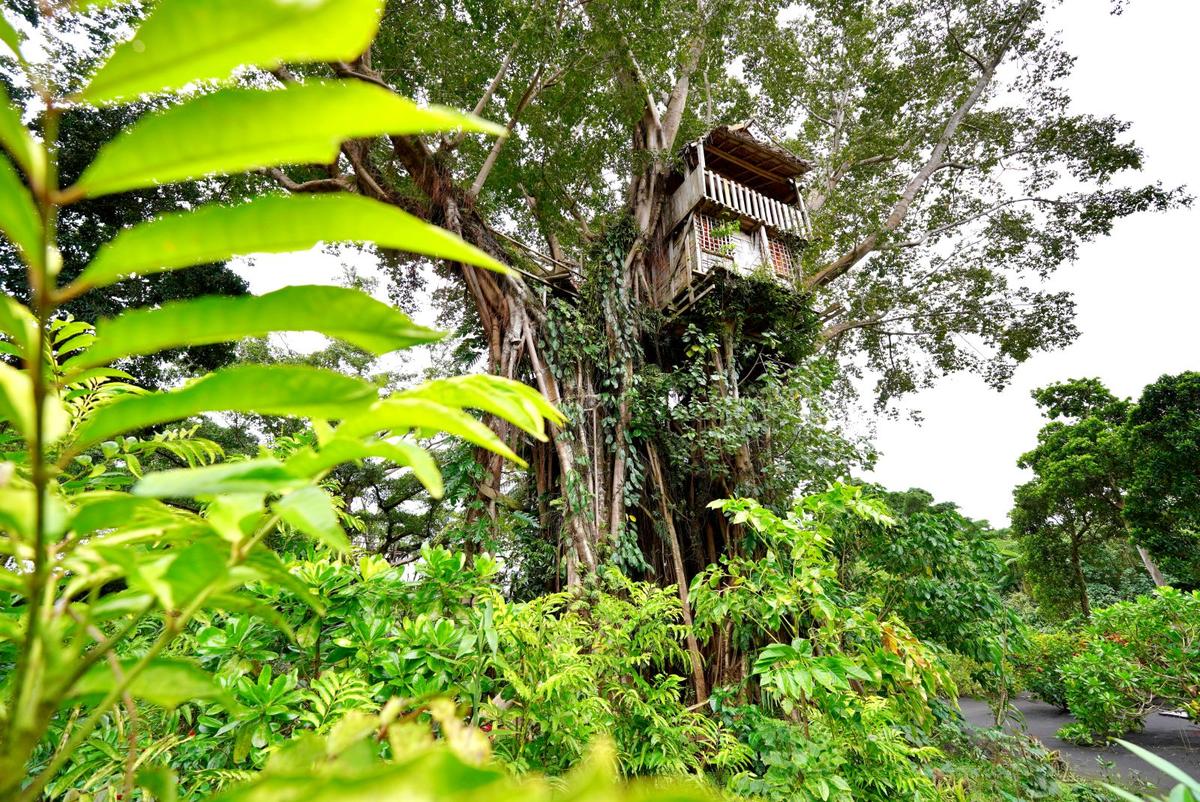 Tree House Lower Floor