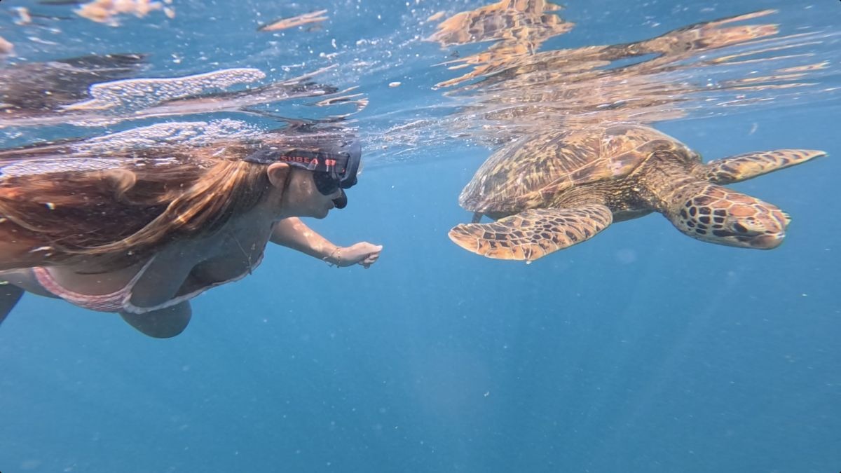Private Turtle Swimming Tour offered by Green Turtle Tours
