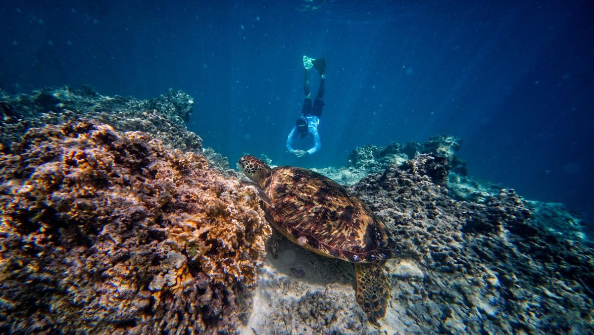 Private Turtle Swimming Tour