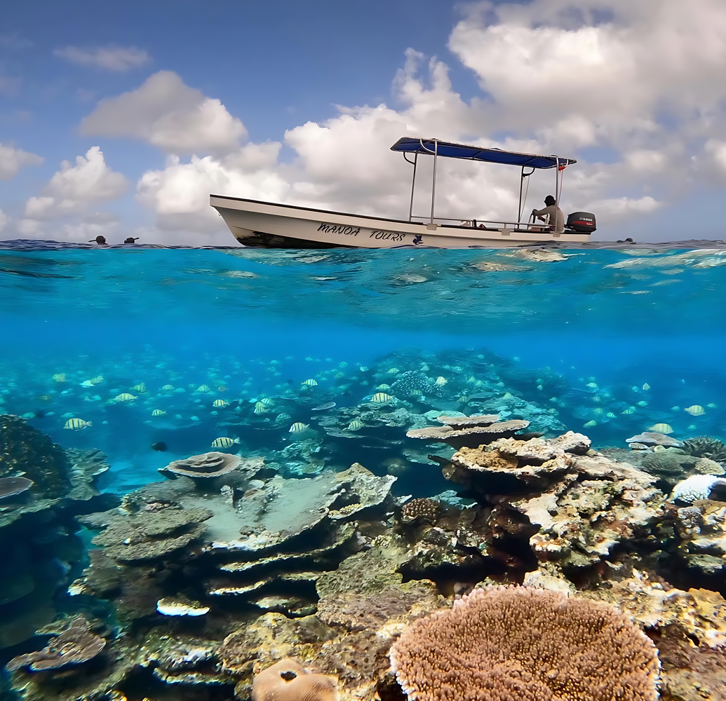 Turtle Watching & Snorkelling Boat Tour