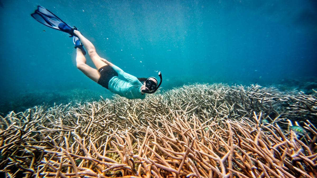 Maskelyne Snorkelling & Freediving Tour