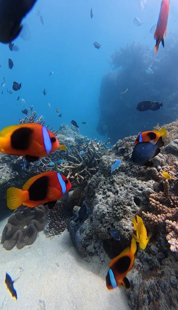 The Best Snorkelling Tour