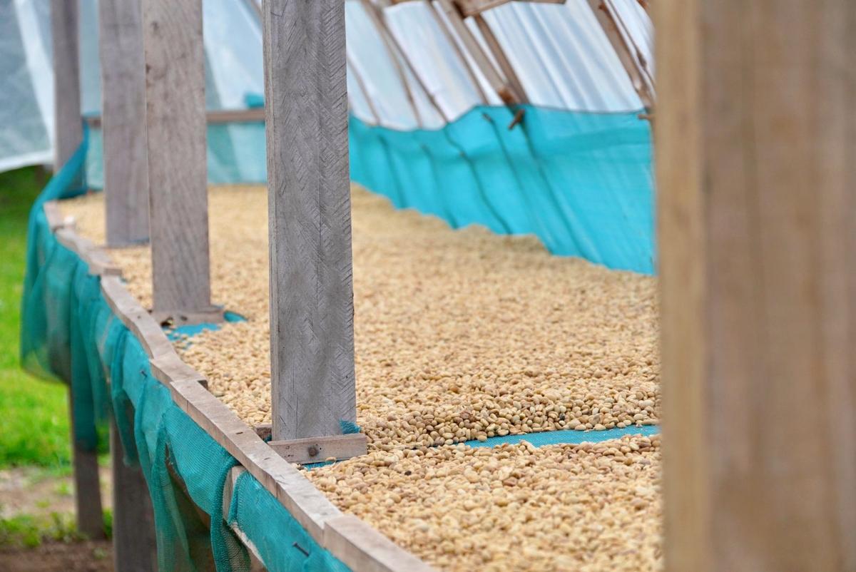 Tanna Gardens' Cafe & Coffee Tours
