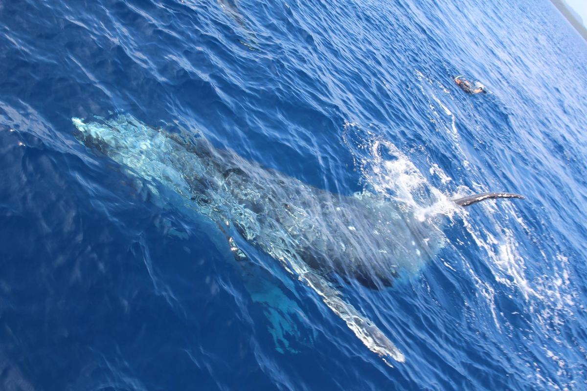 Whale Swim Vava'u Tonga offered by Vaka and Moana Co.