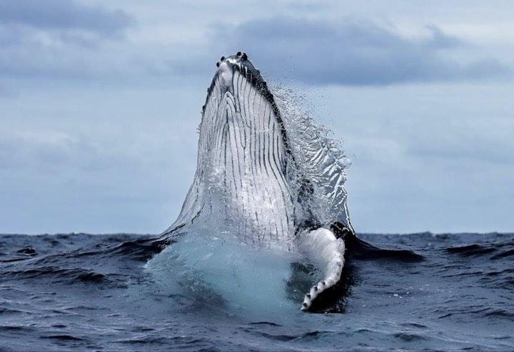 Whale Swim Vava'u Tonga (Private Charter) offered by Vaka and Moana Co.